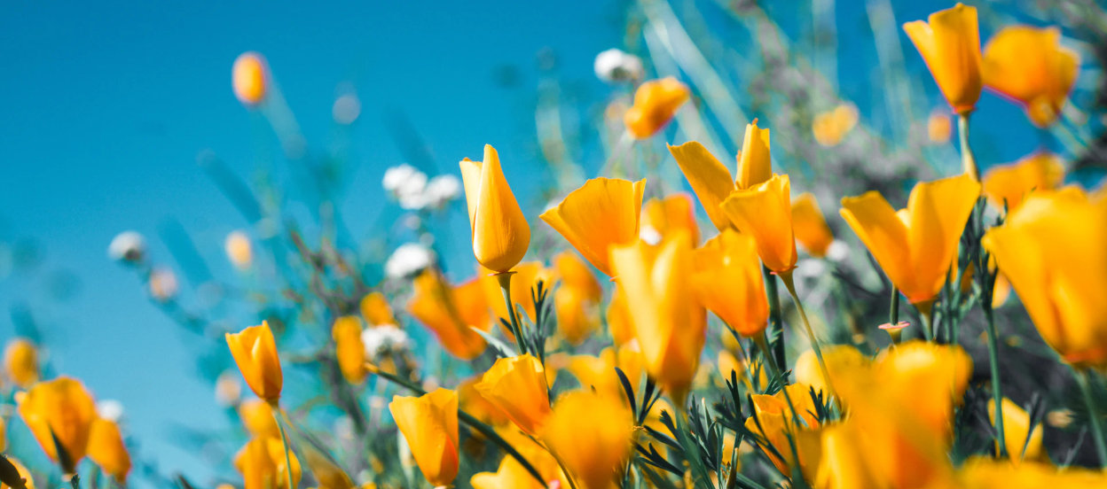 Spring flowers