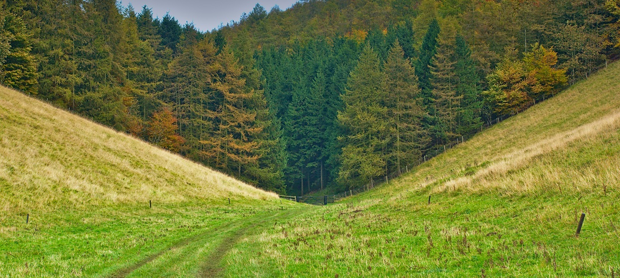 forest behind a field with a footpath